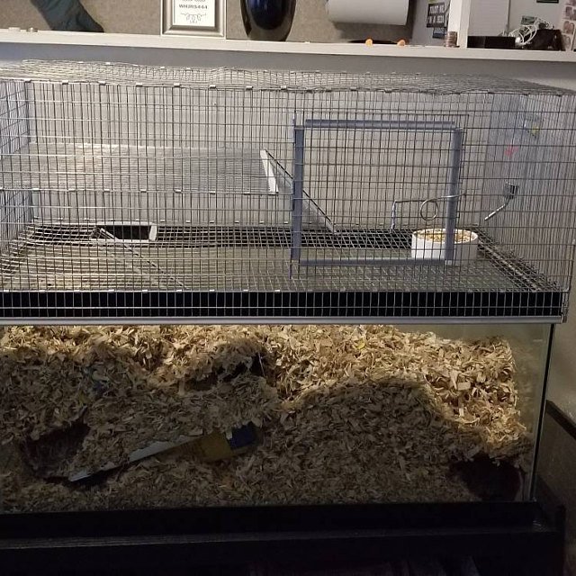 hamster cage topper