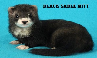 black sable mitt